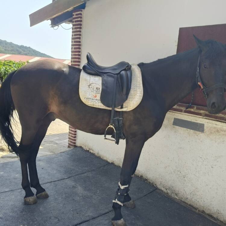 Foto de perfil de Zaki